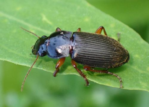 Pseudoophonus rufipes
